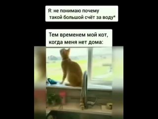 vide funny - funny videos